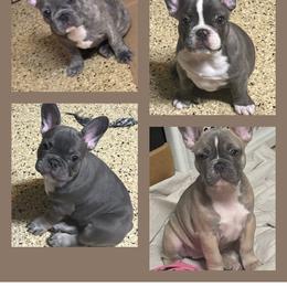French Bulldog Puppies from D & A House of Frenchys