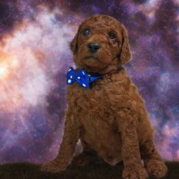 Boy 1 - Red  male Poodle puppy in Mc Henry, Illinois from Sunset Maple Poodles