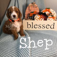 Australian Labradoodle, Double Doodle, Goldendoodle, and Labradoodle Puppies from Lake Mountain Doodle