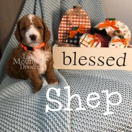 Australian Labradoodle, Double Doodle, Goldendoodle, and Labradoodle Puppies from Lake Mountain Doodle