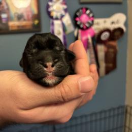 Groovy - Black and silver male Lowchen puppy in Fort Collins, Colorado from Dragonne Lowchen