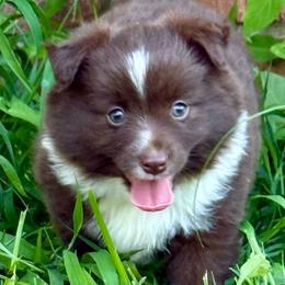 Munchkin red boy - Red & white male Miniature Australian Shepherd puppy in Patterson, North Carolina from DreamLine Aussies