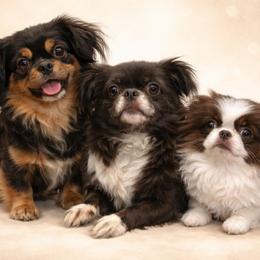 Pekingese and Poodle Puppies from Dogs lovers
