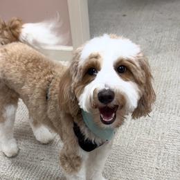 Stormi - Goldendoodle