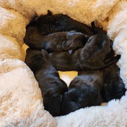 Brown - Black male Labrador Retriever puppy in Siloam Springs, Arkansas from Karemy Kennels (Karemy Labradors)