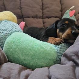 Snickers - Black and tan male Dachshund puppy in Upland, California from The Puppy Cottage