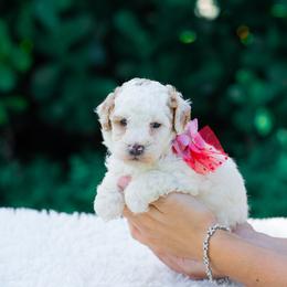 Bella - Parti female Goldendoodle puppy in Fort Myers, Florida from Corgis & Doodles