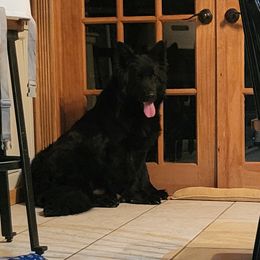 Safina - German Shepherd