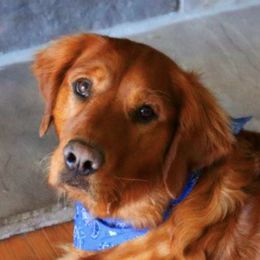 Golden Retrievers from One Golden Moment