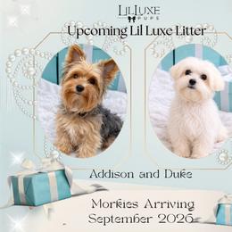 Morkie puppies from Lil Luxe Pups
