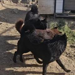 Black dancer - Schipperke