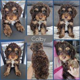Colby - Brown and tan male Cockapoo puppy in Zanesville, Ohio from Southtown Doodles LLC