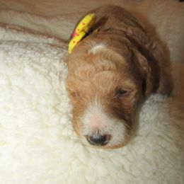 Goldendoodle and Poodle Puppies from David & Patricia Elliott
