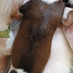 Stripe - Red sable male Borzoi puppy in Larimer County, Colorado from Cherry Hill Borzois