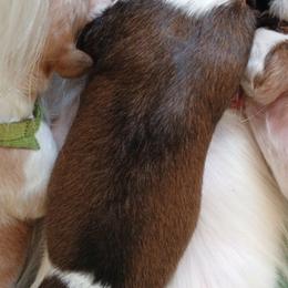 Stripe - Red sable male Borzoi puppy in Larimer County, Colorado from Cherry Hill Borzois