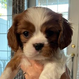 Piccola - Blenheim female Cavalier King Charles Spaniel puppy in Cincinnati, Ohio from Liberty's Legacy Cavaliers