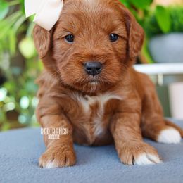 Ballet - Red  female Goldendoodle puppy in Salado, Texas from Red Ranch Dogs