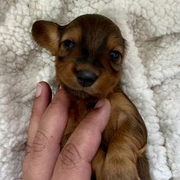 Taylor - Red female Dachshund puppy in Seattle, Washington from Sandstone Dachshunds