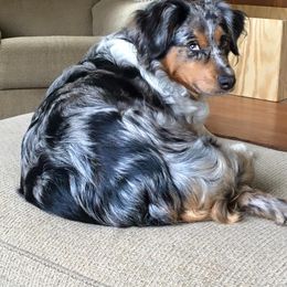 Dazzle - Miniature American Shepherd