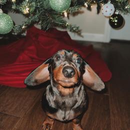 Dachshund Puppies from Golden Creek Farm