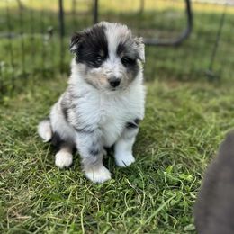 Blue Male - Blue merle white and tan male Shetland Sheepdog puppy in New York, New York from GrapeView Shetland Sheepdogs