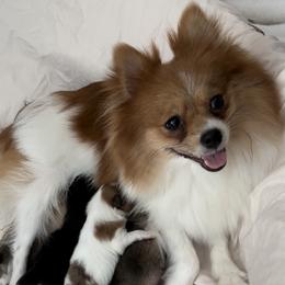 Piper - Pomeranian