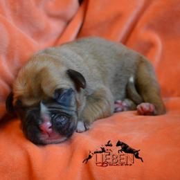 Hashbrown - Fawn male Boxer puppy in Earlsboro, Oklahoma from Lieben Boxers