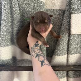 Green - Red and white male Siberian Husky puppy in Jonesborough, Tennessee from Dry Creek Siberians