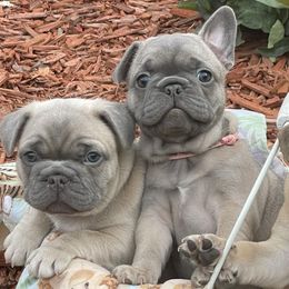 French Bulldogs from Baxa Frenchie’s