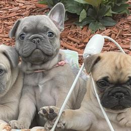 French Bulldogs from Baxa Frenchie’s