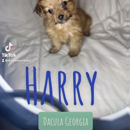 Yorkshire Terrier Puppies from Empire Yorkies