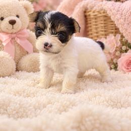 Teacup pearl - Parti female Yorkshire Terrier puppy in Lithonia, Georgia from Toy Yorkies Atlanta
