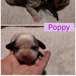 Poppy - Blenheim female Cavalier King Charles Spaniel puppy in Spring Hill, Florida from Wonderland Cavaliers
