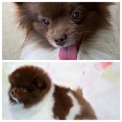 Porsche - Pomeranian