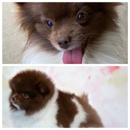 Porsche - Pomeranian