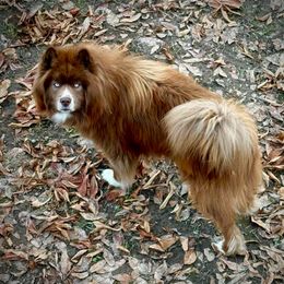 Beryl - Siberian Husky