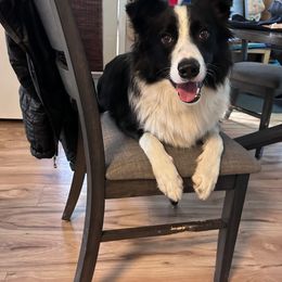 Border Collie All Grown Up from bordercollieludington