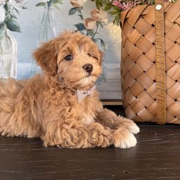 Cavapoo and Morkie Puppies from Floralie Doodles