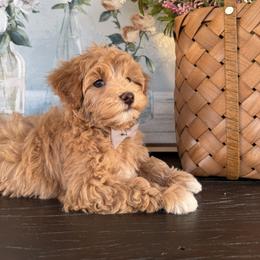 Cavapoo and Morkie Puppies from Floralie Doodles
