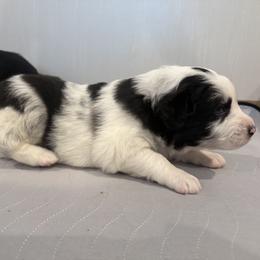Australian Shepherd Puppies from White Oak Aussies