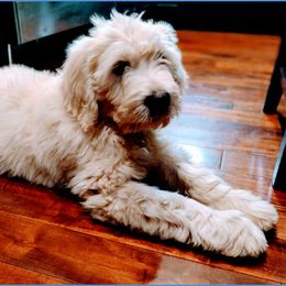 Goldendoodle Puppies from SUPERDog Doodles