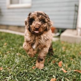Ziggy - Brown merle male Aussiedoodle puppy in Provo, Utah from Sage & Paws Puppy co.
