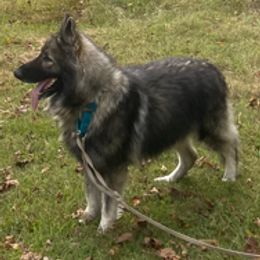 Shiloh Shepherds from Elkwood Shilohs