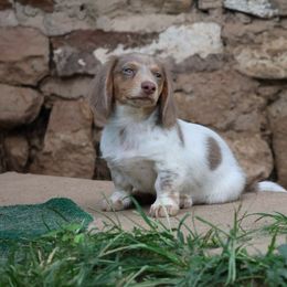 Otis Ray - Dachshund