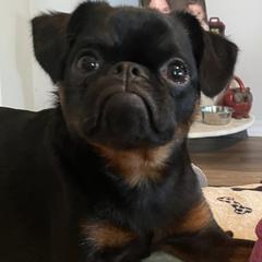 Nate dawg - Brussels Griffon