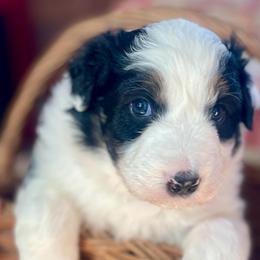 Martin - Black tri-color male Australian Shepherd puppy in Martha’s Vineyard, Massachusetts from Cranberry Hill Aussies