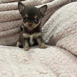 Miss.Potts - Chocolate and tan female Chihuahua puppy in Fort Myers, Florida from Gulfshore Chihuahuas