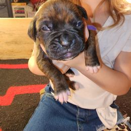 Boxer Puppies from Andrus Family Boxers