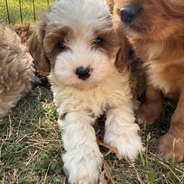 Cavalier King Charles Spaniel and Cavapoo Puppies from Cumberland Cavaliers