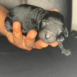 Minnie - Black female Poodle puppy in Fort Lauderdale, Florida from SoFlo Standard Poodles